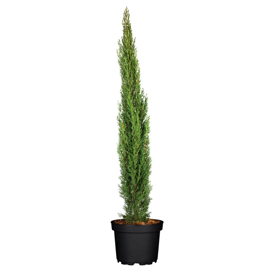 GROW by OBI Säulen-Zypresse Totem Cupressus sempervirens, Höhe: 80 cm - Bild 2