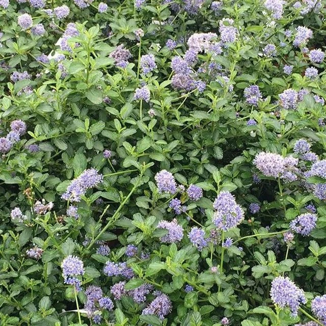 Arborix Säckelblume Ceanothus thyrsiflorus Repens in Hellblau, Höhe: 40 bis 50 cm - Bild 1