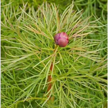 Netzblatt Pfingstrose Rubra Plena Paeonia tenuifolia pinke Staude