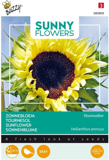 Sonnenblume Moonwalker Buzzy Sunny Flowers Samen von arborix für Beet und Schnitt, 2,5 g - Bild 1