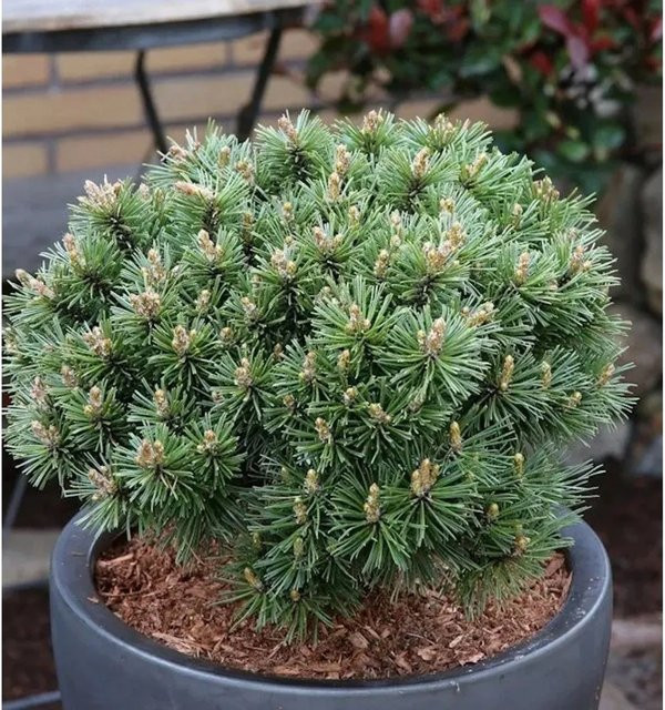 Zwerg Bergkiefer Benjamin Pinus mugo in Grün, Höhe: 30-40 cm - Bild 1
