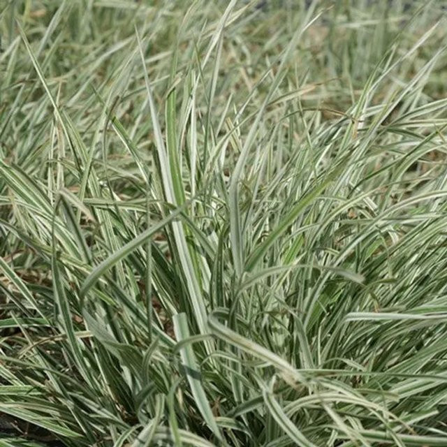 6er Set Arborix Knäuelgras Variegata Dactylis glomerata mit gestreiftem Laub in 9cm Töpfen, Weiß-Grün - Bild 1