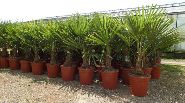 Grünwaren Hanfpalme Trachycarpus fortunei Palme XL, Höhe: 120-150 cm, winterhart bis -18°C - Bild 1