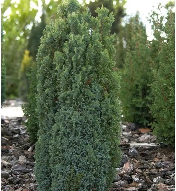 Säulen-Scheinzypresse Ellwoodii Pillar Chamaecyparis lawsoniana, grüner Zierstrauch für den Garten - Bild 1