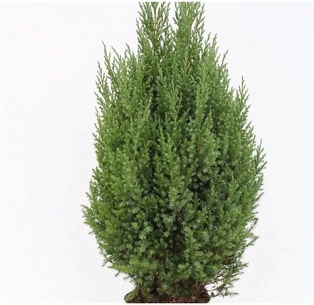 Blauer Kegelmooswacholder Juniperus chinensis in Blau und Grün, Höhe: 30-40 cm - Bild 1
