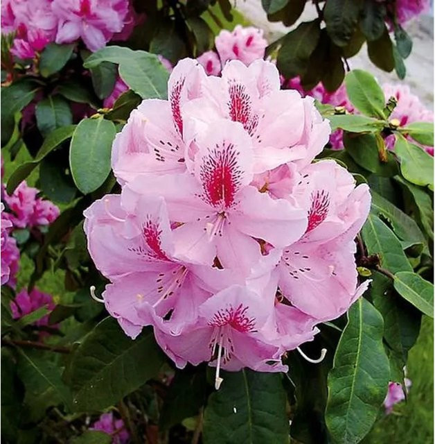INKARHO Rhododendron Furnivall s Daughter Alpenrose, pink, 30-40 cm - Bild 1