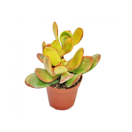 Exotenherz Crassula Hobbit Dickblatt Löffelbaum Sukkulente Zimmerpflanze, Topfgröße: 12 cm