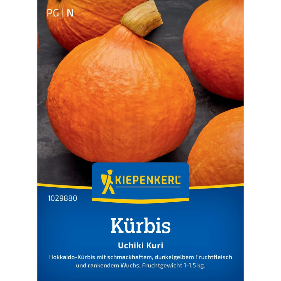 Kiepenkerl Uchiki Kuri Kürbis, orange - Bild 2