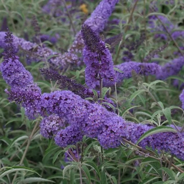Arborix Sommerflieder Nanho Blue Buddleja davidii in Blau/Lila, Reichblühend, Höhe: 40 bis 60 cm - Bild 1