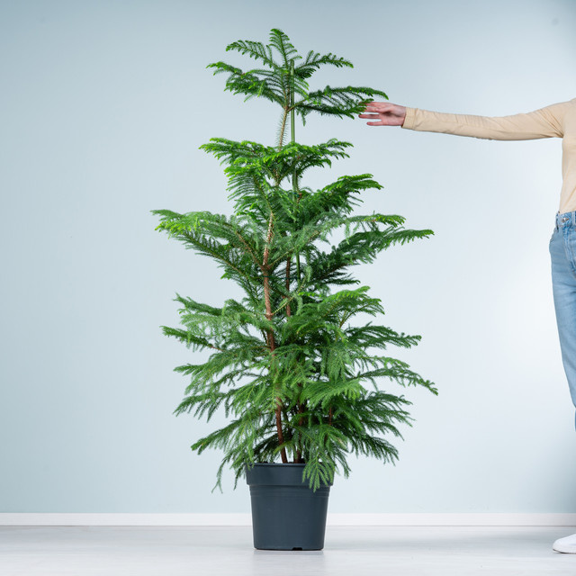 Zimmertanne XXL von BLUME2000 in Grün, Höhe: 150 cm, Breite: 40 cm, Tiefe: 40 cm - Bild 1