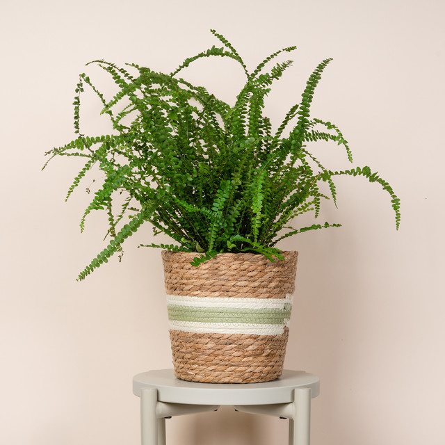 BLUME2000 Seegras-Korb mit Streifen in Grün und Braun, Durchmesser: 21,5 cm - Bild 1