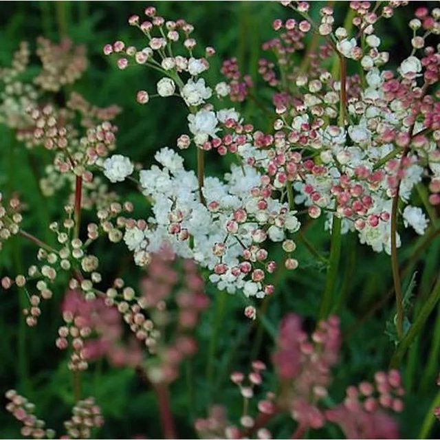 Gefülltblühendes kleines Mädesüß Filipendula vulgaris Strauch für den Garten - Bild 1