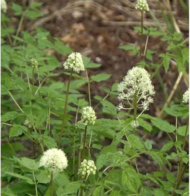 Christophskraut Alba Actaea pachypoda Stauden in Weiß von Nr-01.de - Bild 1