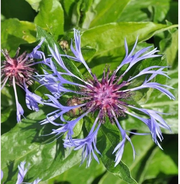 Bergflockenblume Grandiflora Centaurea montana in Blau als mehrjährige Gartenpflanze im Topf von Nr-01.de - Bild 1