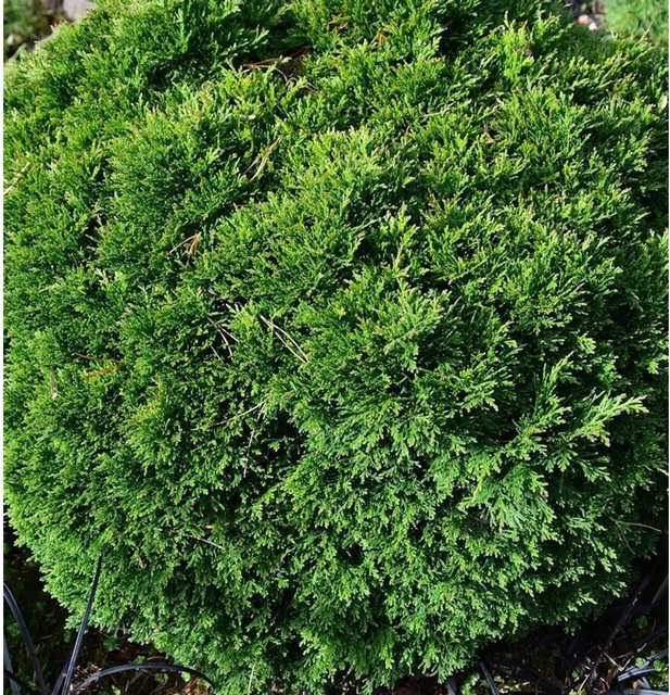 Scheinzypresse Green Globe Chamaecyparis awsoniana als grüne Topfpflanze für deinen Garten - Bild 1