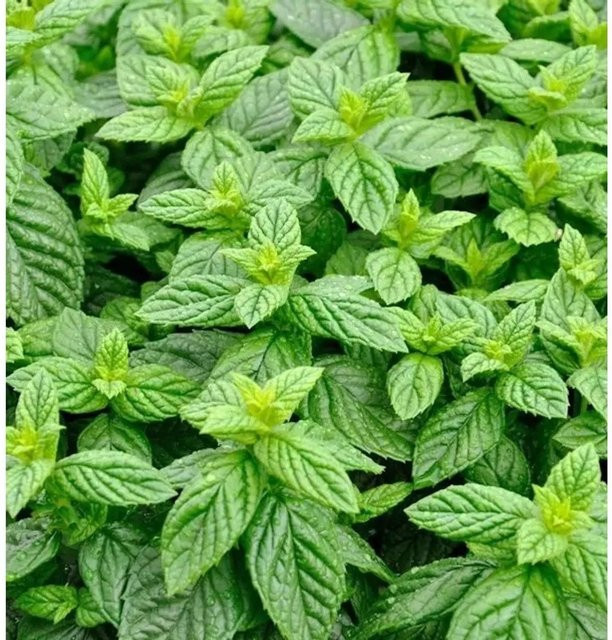 Grüne Minze Mentha spicata von Die Nr-01.de als mehrjährige Staude im Topf - Bild 1