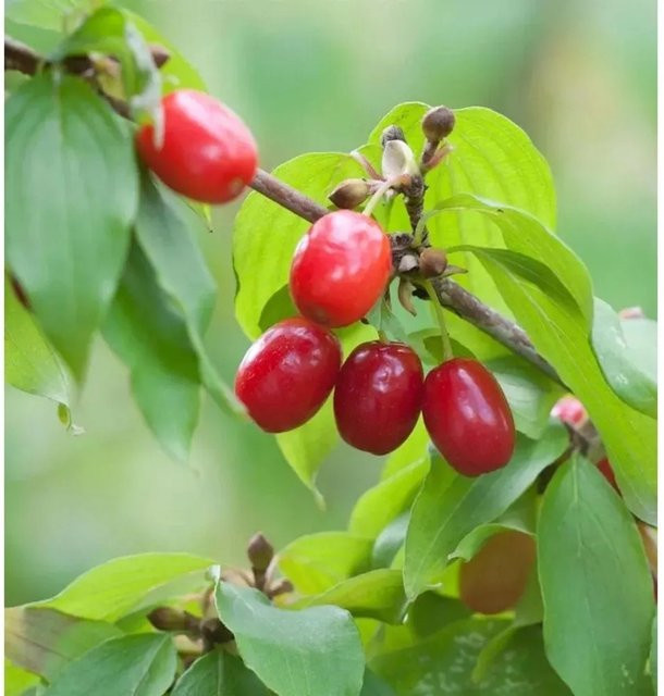 Kornellkirsche Cornus mas als Heckenpflanze und Solitärstrauch von Nr-01.de - Bild 1