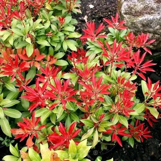 Pieris japonica Schattenglöckchen Lavendelheide Rotkäppchen, rote und weiße Blüten, Höhe: 60-80 cm - Bild 1