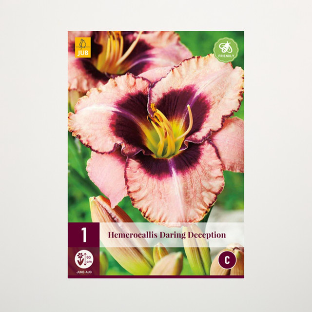 Taglilie Daring Deception Knolle von BLUME2000 für Gartenbeete, Blumenkübel, Balkon und Terrasse - Bild 1