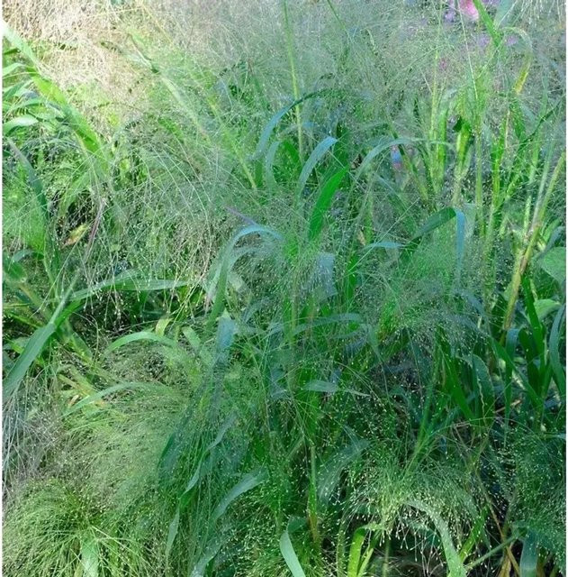 Rutenhirse Blue Fountain Panicum virgatum im Topf, blau-grün - Bild 1