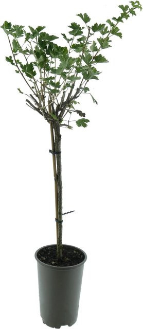 Bio Stachelbeere Ribes uva-crispa als Stamm Pflanze, Höhe: ca. 65 cm, im Topf - Bild 1