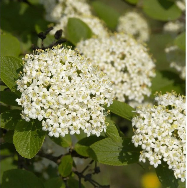 Viburnum Wolliger Schneeball Heckenpflanze Weiß Nr-01.de - Bild 1