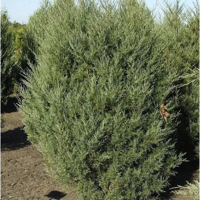Virginischer Wacholder Burkii Juniperus virginiana Pflanze in Grün, Höhe: 100-125 cm - Bild 1