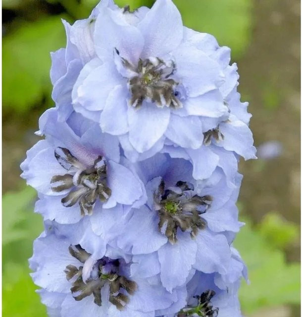 Rittersporn Elmhimmel Delphinium belladonna blaue Staude für den Garten - Bild 1