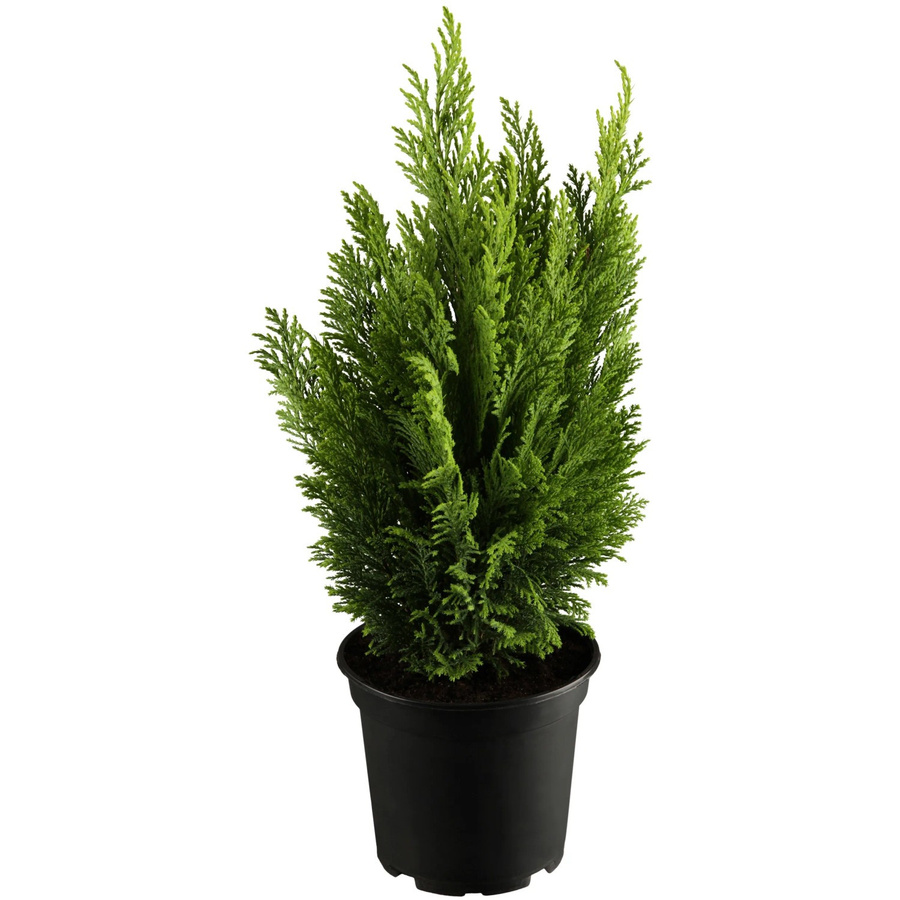 GROW by OBI Kegelzypresse Ellwood's Empire Gelb Nadelgehölz Höhe: 20-30 cm - Bild 2