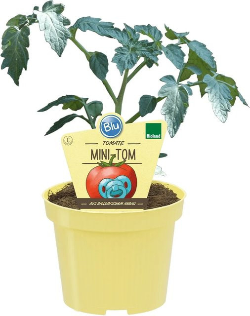 Blu Mini Tomate Lycospermum esculentum L. im Topf - Bild 1