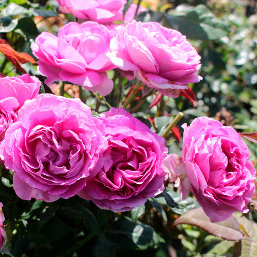 KORDES ROSEN Edelrose Carmen Würth in Rosa mit pinken, gefüllten Blüten - Bild 2
