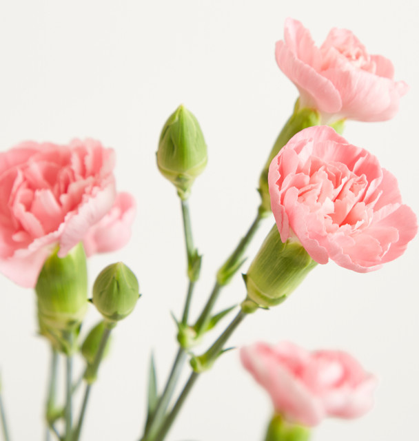Blume2000 Pinke Nelke - Bild 1