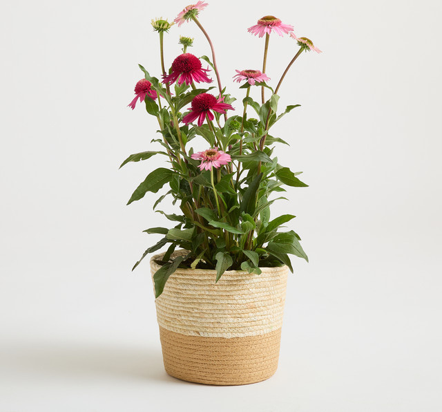 Seegras Korb von Blume2000 in Braun und Beige, rund, Durchmesser: 22,5 cm, Höhe: 19,5 cm - Bild 1