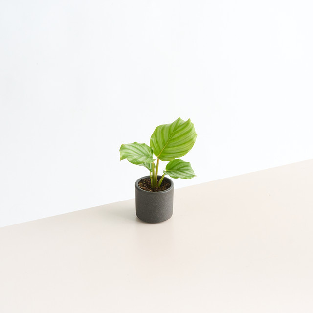 Keramik Übertopf BLUME2000 Anthrazit Mini Tabletop Höhe: 7 cm - Bild 1