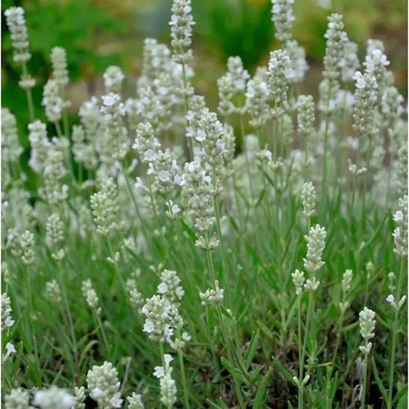 Echter Lavendel Blue Mountain White Lavandula angustifolia in Blau und Weiß