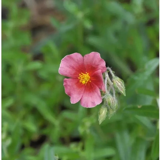 Sonnenröschen Supreme Helianthemum Stauden Bodendecker für Steingärten und Einfassungen - Bild 1