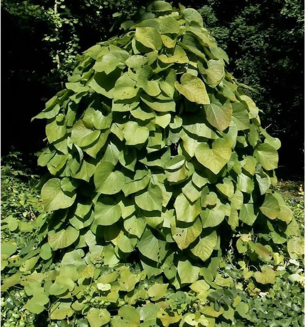 Aristolochia macrophylla Kletterpflanze Pfeifenwinde in Purpurbraun und Gelbgrün - Bild 1