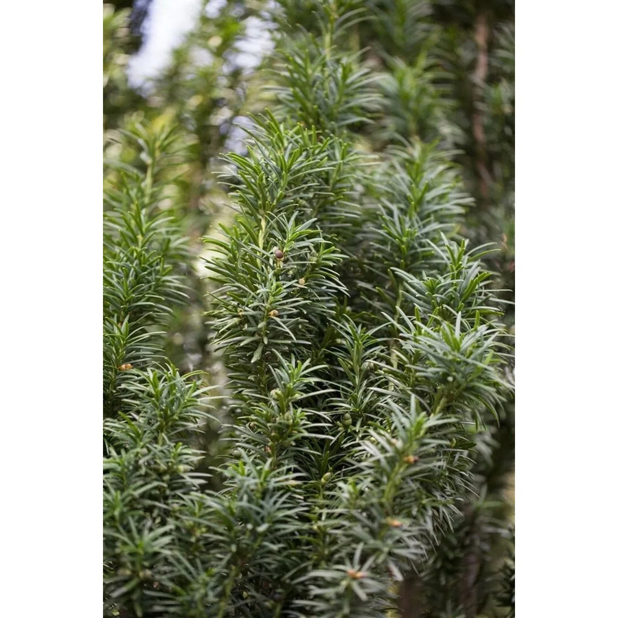 Taxus baccata Fastigiata Eiben Heckenpflanze Grün Höhe: 40-50 cm - Bild 2
