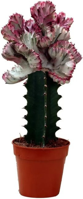 Exotenherz Euphorbia Lactea Cristata Sukkulente gepfropft im 12 cm Topf - Bild 1