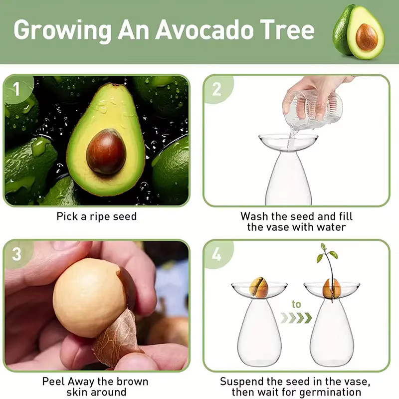 Transparente Avocado-Hydrokultur-Vase aus Glas für Samen und Pflanzen von TPXCKz - Bild 3