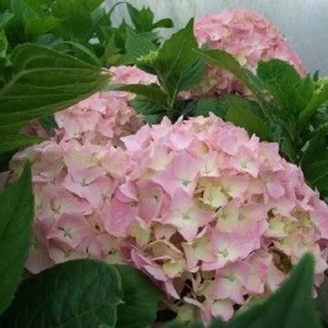 Arborix Hortensie King George VII Hydrangea macrophylla mit kugelförmigen Blüten in Rot, Pink und Grün im Container - Bild 1