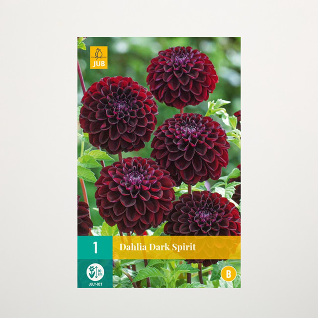 Pompon-Dahlie Dark Spirit Knolle von BLUME2000 - Bild 1