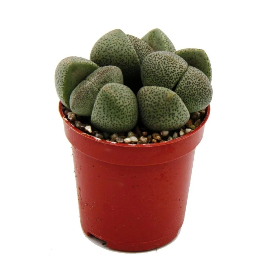 Exotenherz Pleiospilos Nelii Sukkulente Lebender Stein in einem 5,5 cm Topf - Bild 2