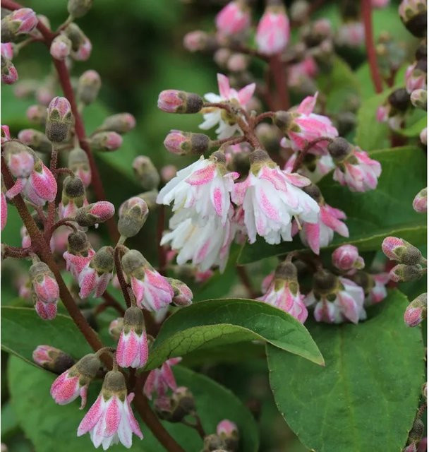 Gefüllter Sternchenstrauch Deutzia scabra Plena in Weiß und Rosa, Höhe: 40-60 cm - Bild 1