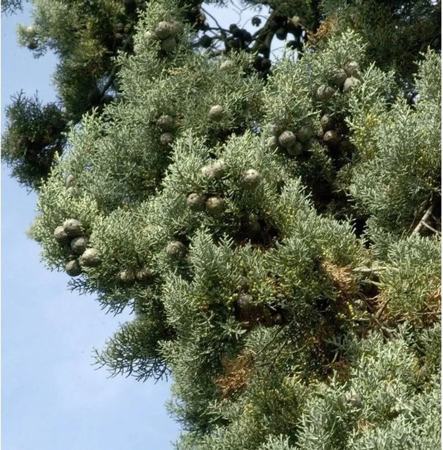 Blaue Arizona-Zypresse Glauca Cupressus arizonica für deinen Garten, Höhe: 60-80 cm - Bild 1