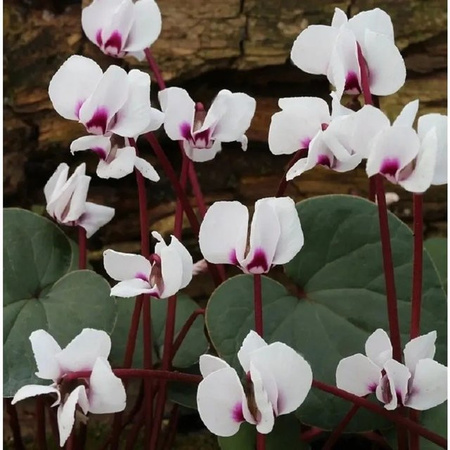 Cyclamen coum Alpenveilchen Silver Leaf als winterharte Staude für Steingärten und Unterpflanzungen