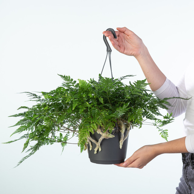 Hasenfuß-Farn Humata von BLUME2000, grüne Zimmerpflanze für sonnige bis halbschattige Standorte - Bild 1