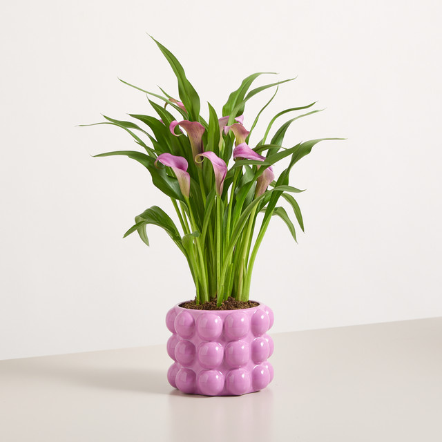 Zantedeschia Zimmerpflanze von BLUME2000 in Purple mit Übertopf - Bild 1