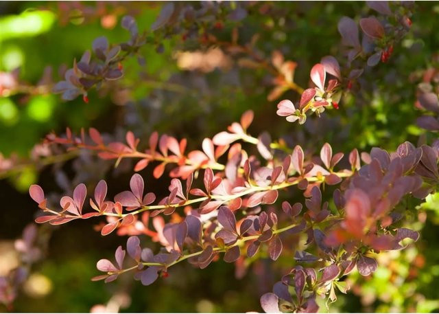 Pflegeleichte Berberis thunbergii Atropurpurea Pflanze, Höhe: 60-80 cm - Bild 1