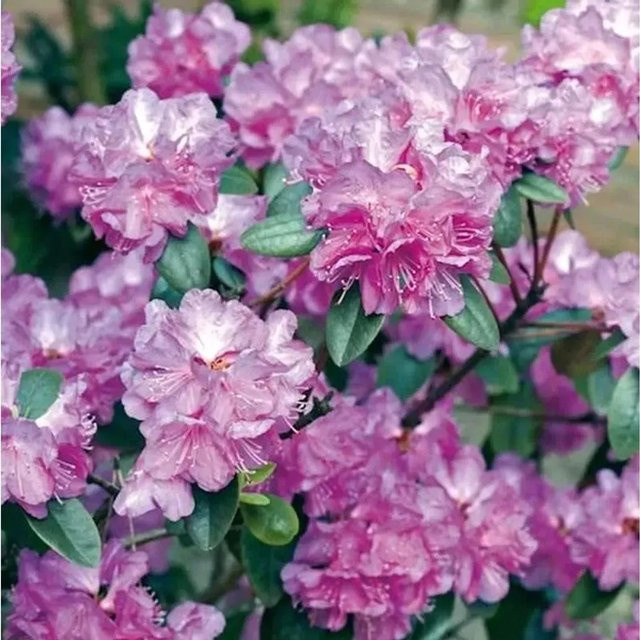 Zwerg Rhododendron impeditum P. J. Mezitt Alpenrose für Garten und Steingärten - Bild 1